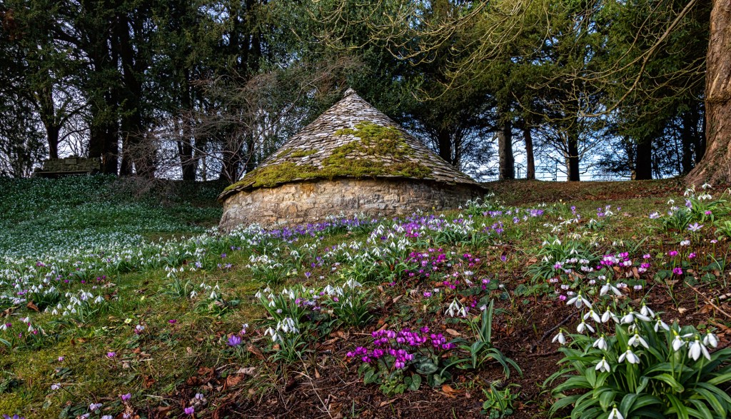 Snowdrops in the Cotswolds&nbsp;[2025]