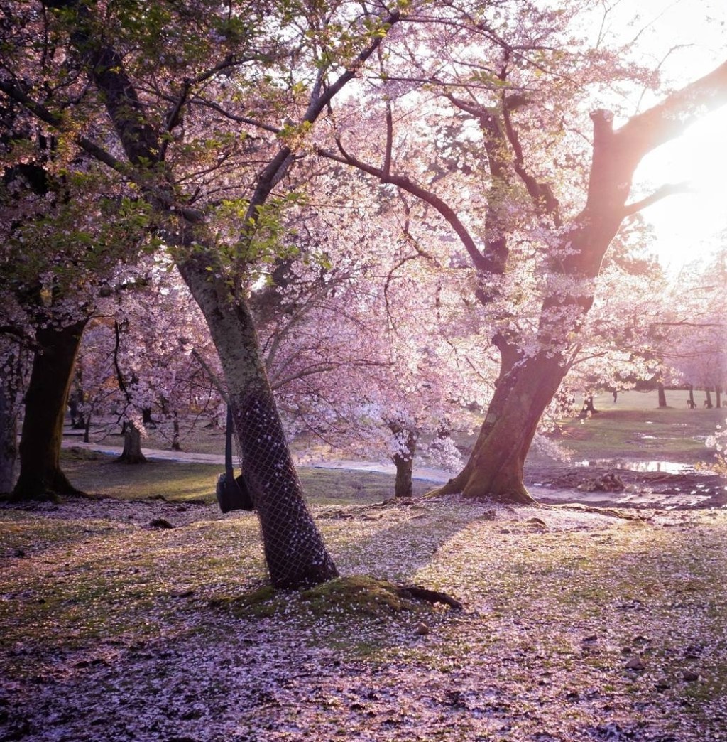 Where to see cherry blossom in the&nbsp;Cotswolds