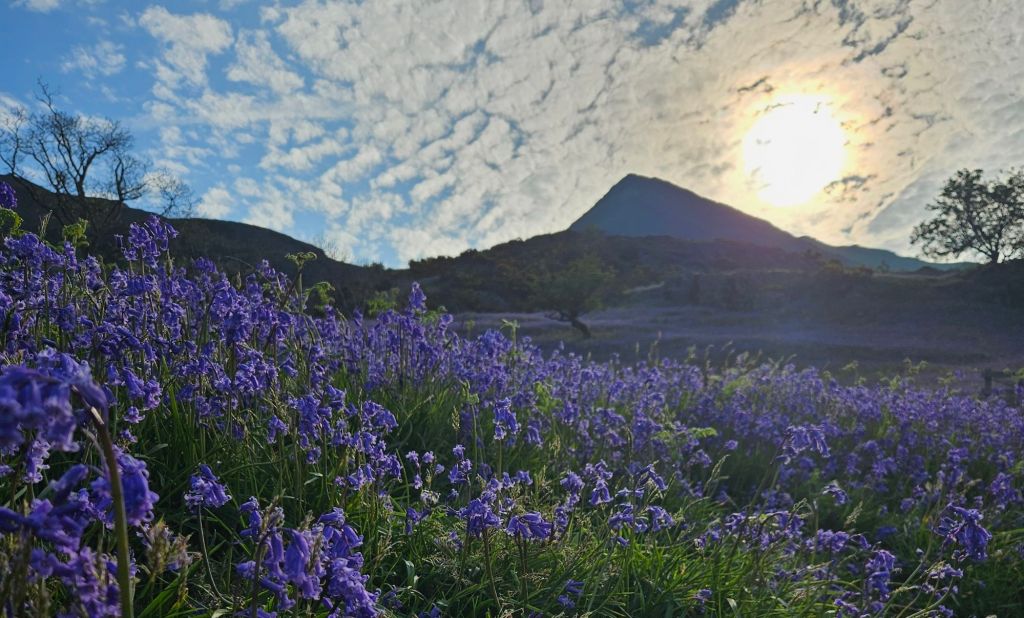 Where to see bluebells in the Cotswolds&nbsp;2025